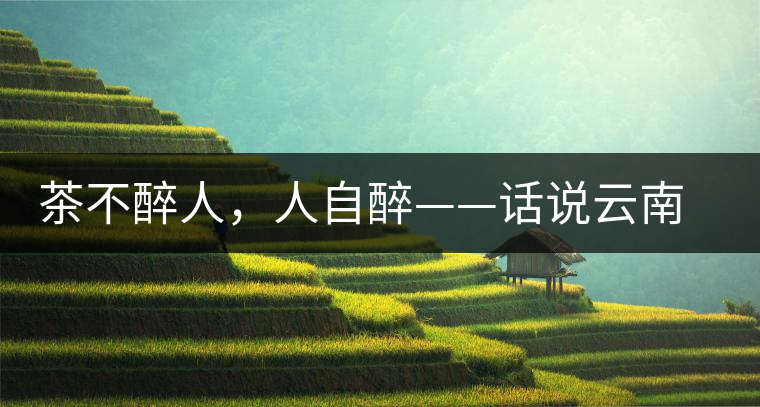 茶不醉人，人自醉——話說云南冰島普洱茶