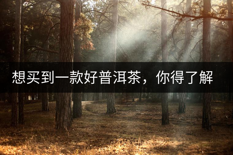 想買到一款好普洱茶，你得了解這些……