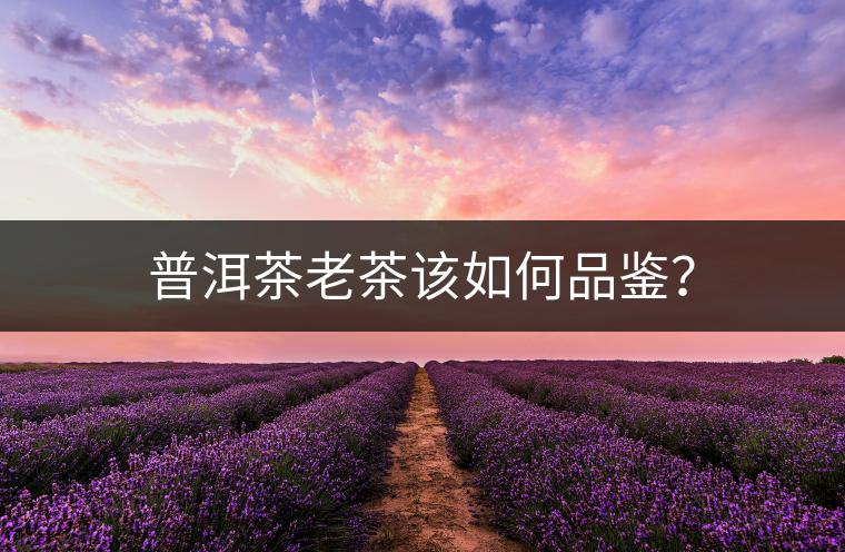 普洱茶老茶該如何品鑒？