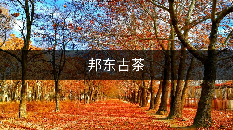 邦東古茶 邦東古茶