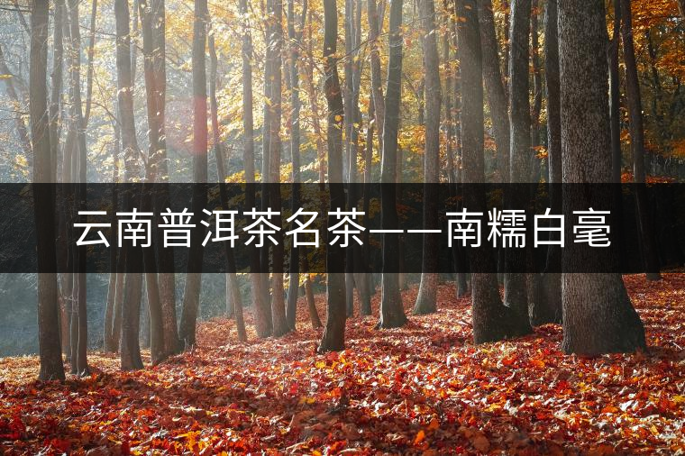 云南普洱茶名茶——南糯白毫 云南普洱茶名茶——南糯白毫