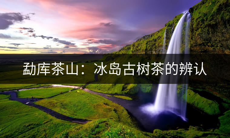 勐庫茶山:冰島古樹茶的辨認(rèn) 勐庫茶山:冰島古樹茶的辨認(rèn)