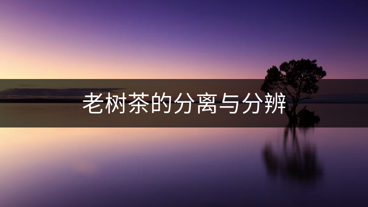 老樹茶的分離與分辨 老樹茶的分離與分辨