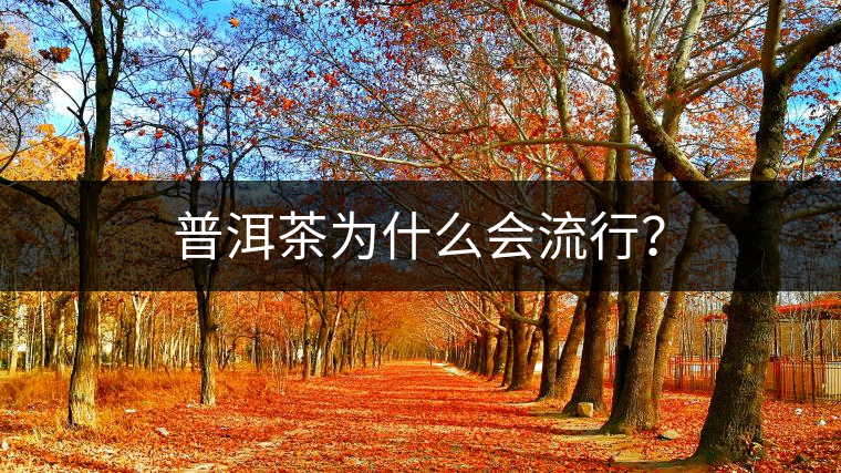 普洱茶為什么會流行？