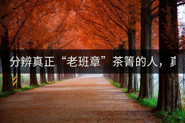 分辨真正“老班章”茶箐的人，真的不多！