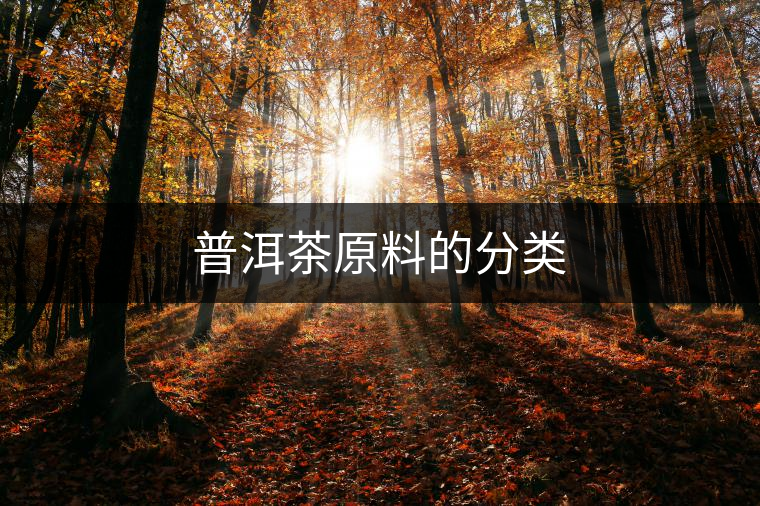 普洱茶原料的分類 普洱茶原料的分類
