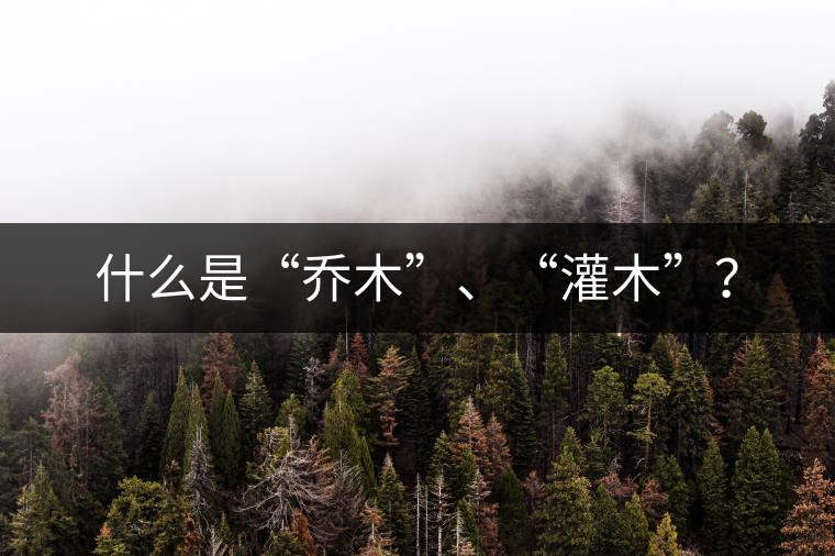 什么是“喬木”、“灌木”？