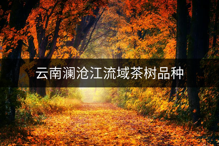 云南瀾滄江流域茶樹品種 云南瀾滄江流域茶樹品種
