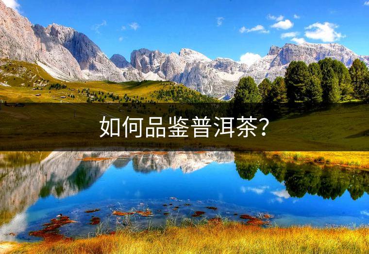 如何品鑒普洱茶？