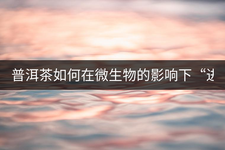 普洱茶如何在微生物的影響下“進(jìn)化”