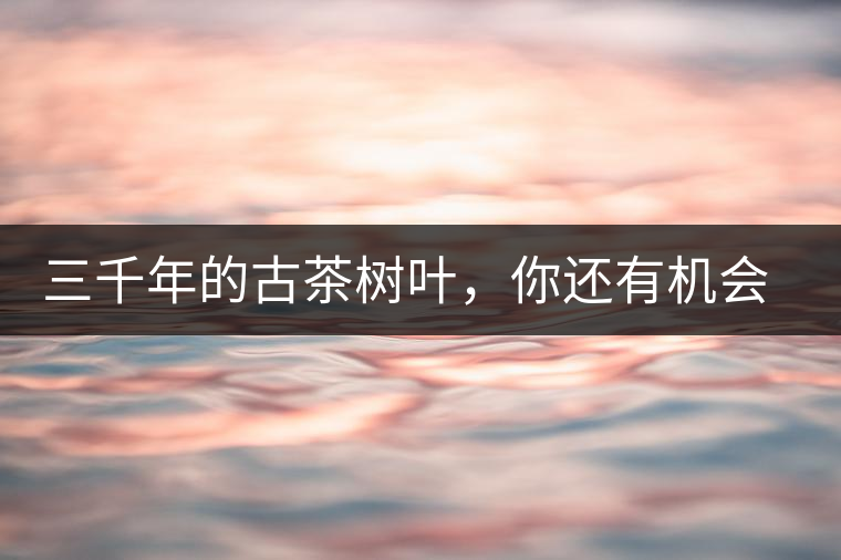 三千年的古茶樹葉，你還有機會喝到嗎？