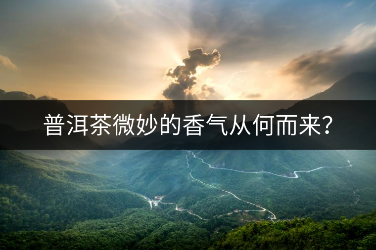 普洱茶微妙的香氣從何而來(lái)？