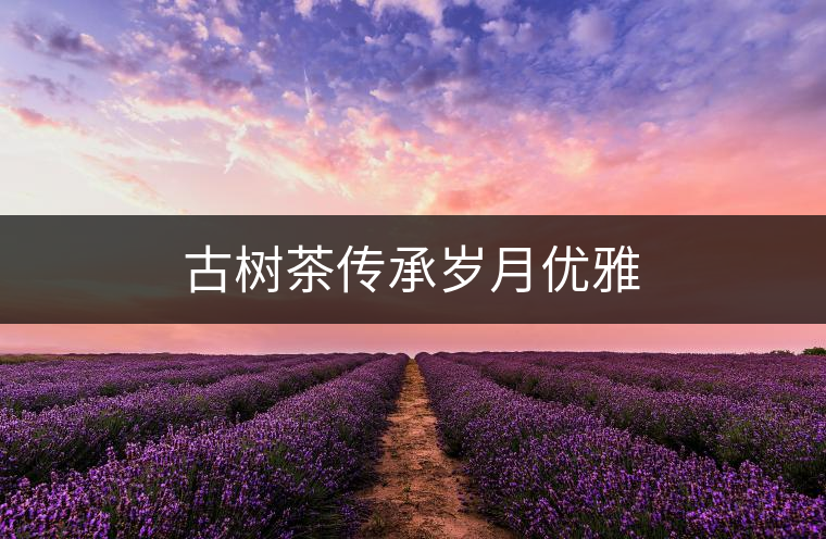 古樹(shù)茶傳承歲月優(yōu)雅 古樹(shù)茶傳承歲月優(yōu)雅