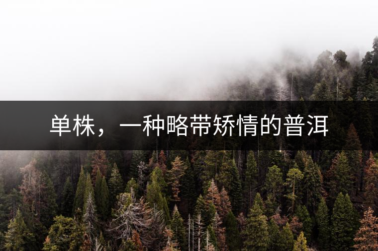 單株，一種略帶矯情的普洱