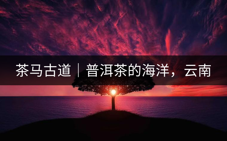 茶馬古道｜普洱茶的海洋，云南