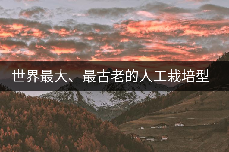 世界最大、最古老的人工栽培型的古茶樹——香竹箐茶祖 世界最大、最古老的人工栽培型的古茶樹——香竹箐茶祖