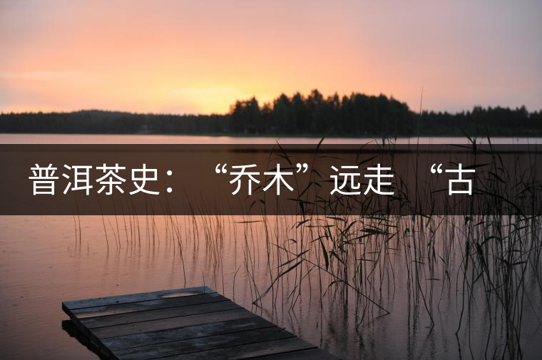 普洱茶史:“喬木”遠(yuǎn)走 “古樹”時代的到來 普洱茶史:“喬木”遠(yuǎn)走 “古樹”時代的到來