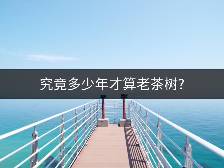 究竟多少年才算老茶樹? 究竟多少年才算老茶樹?