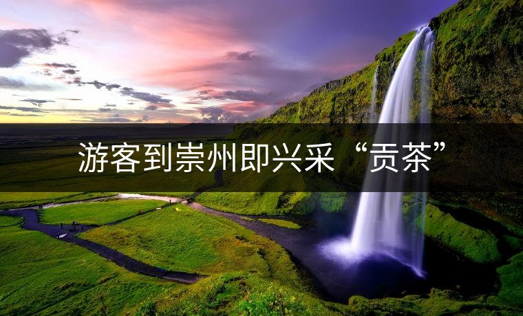 游客到崇州即興采“貢茶” 游客到崇州即興采“貢茶”