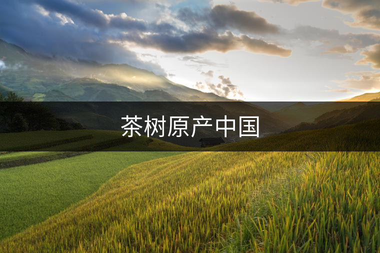 茶樹原產(chǎn)中國 茶樹原產(chǎn)中國