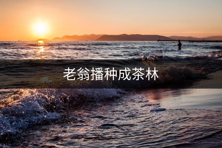 老翁播種成茶林 老翁播種成茶林