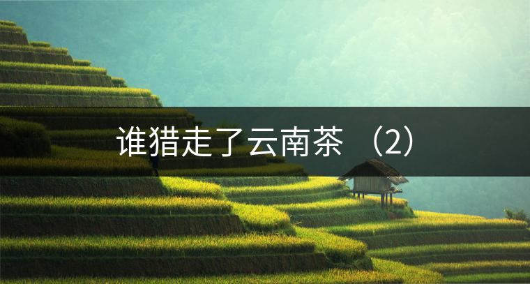 誰獵走了云南茶 (2) 誰獵走了云南茶 (2)