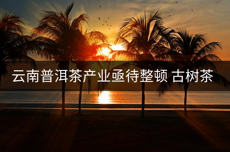 云南普洱茶產(chǎn)業(yè)亟待整頓 古樹茶葉現(xiàn)狀堪憂