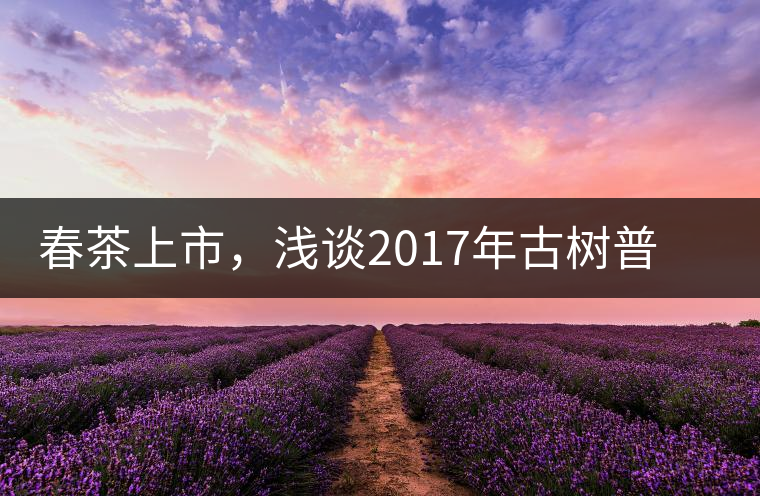 春茶上市，淺談2017年古樹普洱茶的市場增值潛力