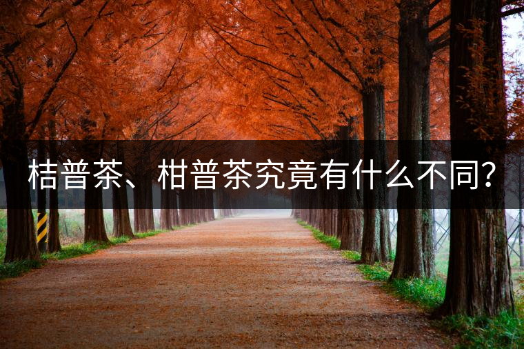 桔普茶、柑普茶究竟有什么不同？