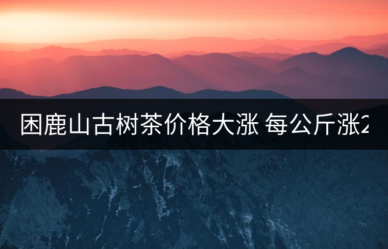 困鹿山古樹茶價(jià)格大漲 每公斤漲2000元 困鹿山古樹茶價(jià)格大漲 每公斤漲2000元