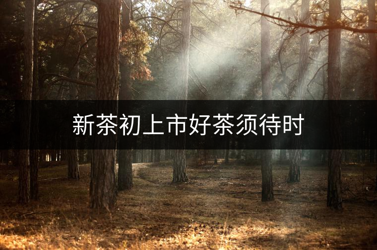 新茶初上市好茶須待時 新茶初上市好茶須待時