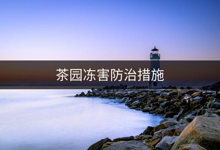 茶園凍害防治措施 茶園凍害防治措施