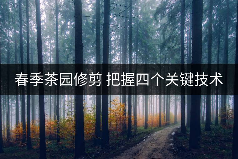 春季茶園修剪 把握四個關(guān)鍵技術(shù) 春季茶園修剪 把握四個關(guān)鍵技術(shù)