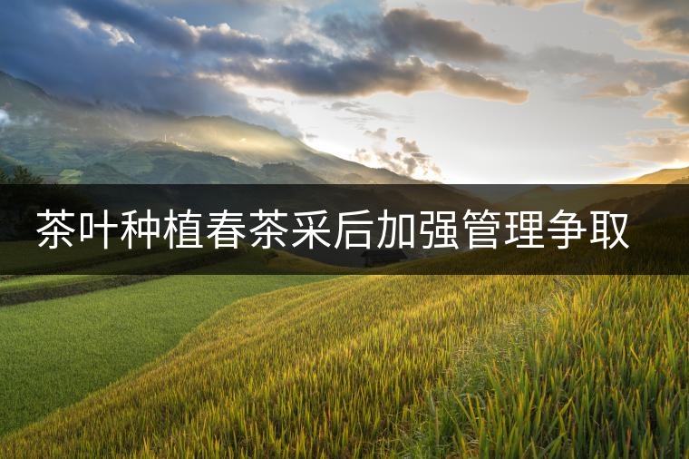 茶葉種植春茶采后加強(qiáng)管理爭(zhēng)取夏秋茶效益 茶葉種植春茶采后加強(qiáng)管理爭(zhēng)取夏秋茶效益