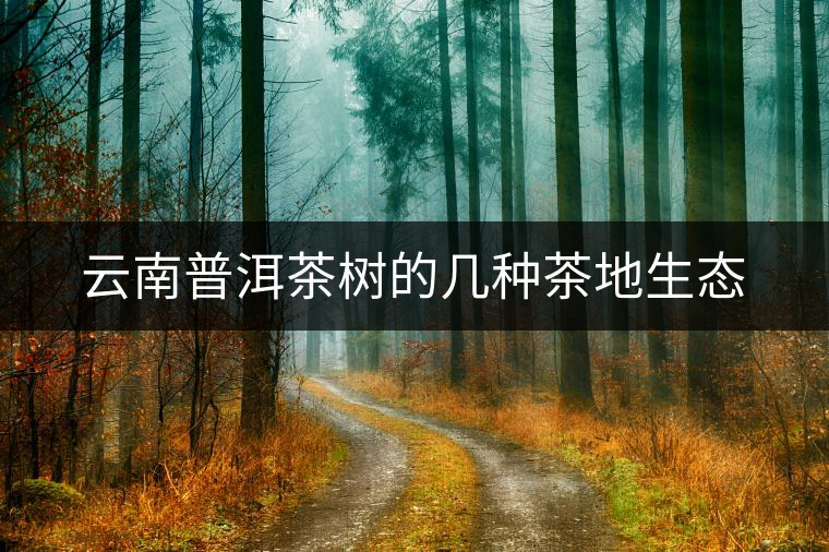 云南普洱茶樹的幾種茶地生態(tài) 云南普洱茶樹的幾種茶地生態(tài)