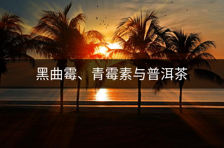 黑曲霉、青霉素與普洱茶