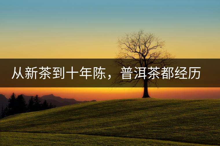 從新茶到十年陳，普洱茶都經歷了什么？