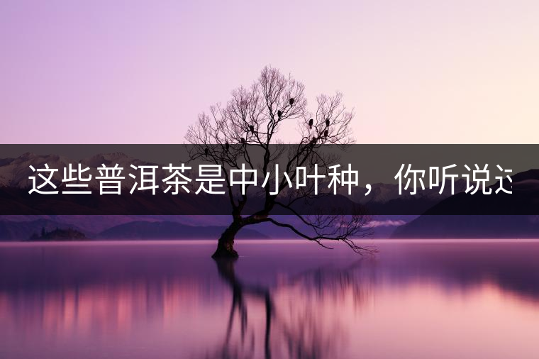 這些普洱茶是中小葉種，你聽(tīng)說(shuō)過(guò)嗎？