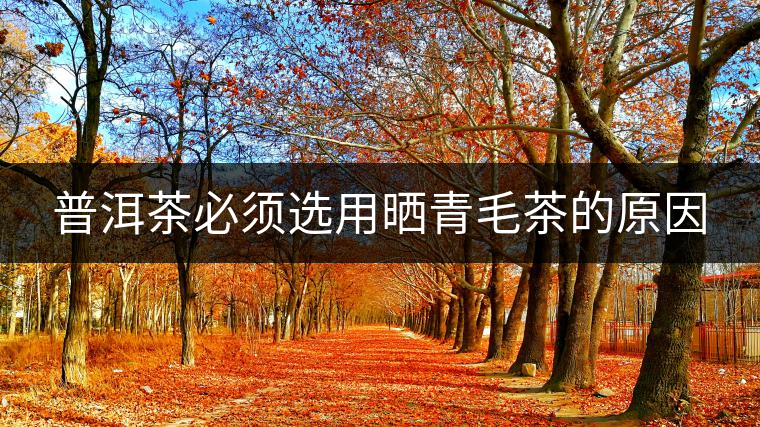 普洱茶必須選用曬青毛茶的原因