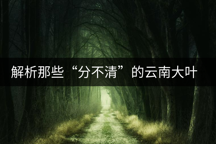 解析那些“分不清”的云南大葉茶樹(shù)品種