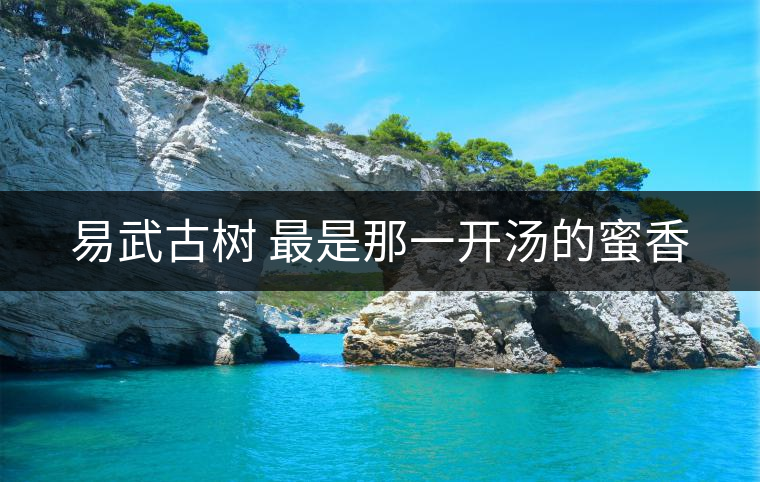 易武古樹 最是那一開湯的蜜香 易武古樹 最是那一開湯的蜜香