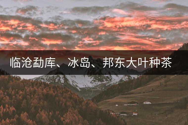 臨滄勐庫、冰島、邦東大葉種茶的解析