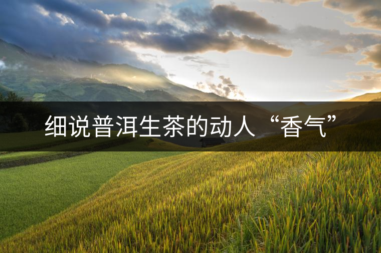 細(xì)說(shuō)普洱生茶的動(dòng)人“香氣”