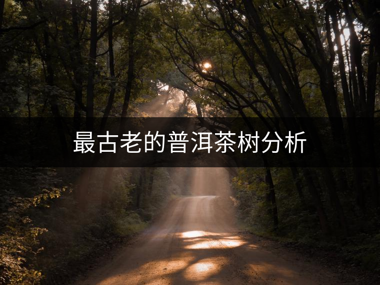 最古老的普洱茶樹分析 最古老的普洱茶樹分析