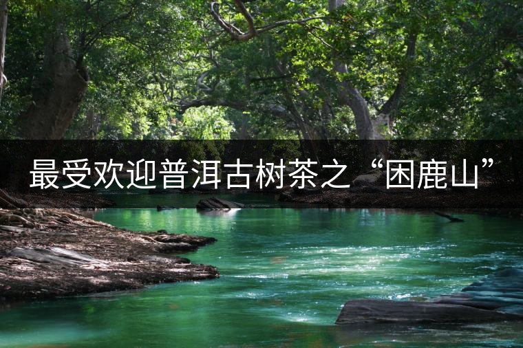 最受歡迎普洱古樹茶之“困鹿山” 最受歡迎普洱古樹茶之“困鹿山”