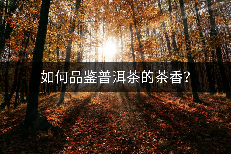 如何品鑒普洱茶的茶香？