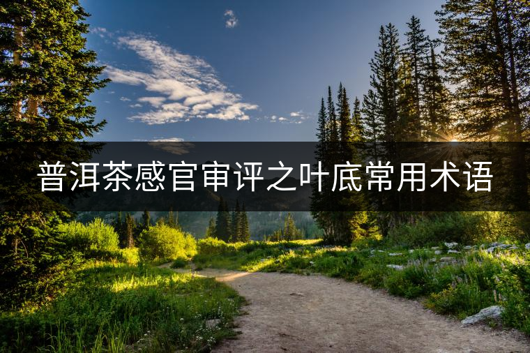 普洱茶感官審評(píng)之葉底常用術(shù)語 普洱茶感官審評(píng)之葉底常用術(shù)語