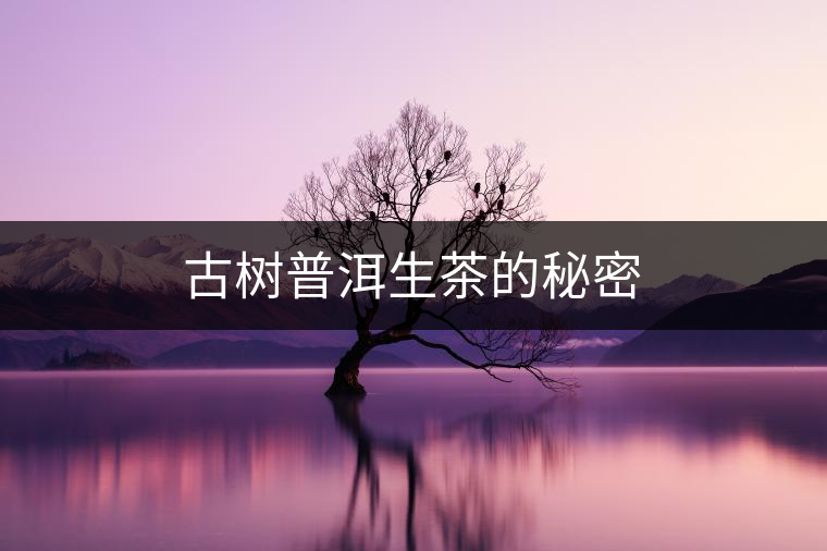 古樹普洱生茶的秘密 古樹普洱生茶的秘密