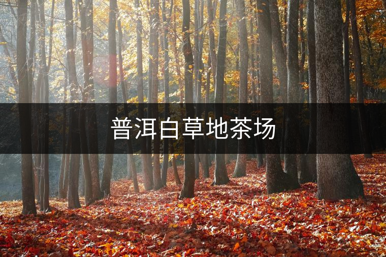 普洱白草地茶場 普洱白草地茶場