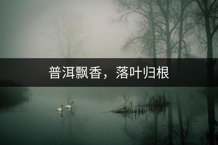 普洱飄香，落葉歸根